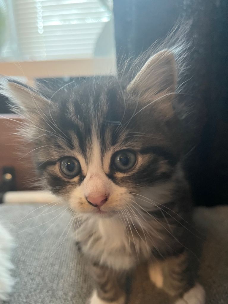 Male kittens 