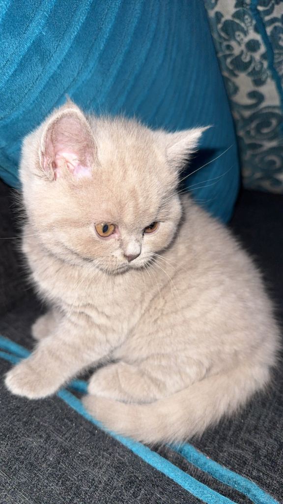 British Shorthair Kittens