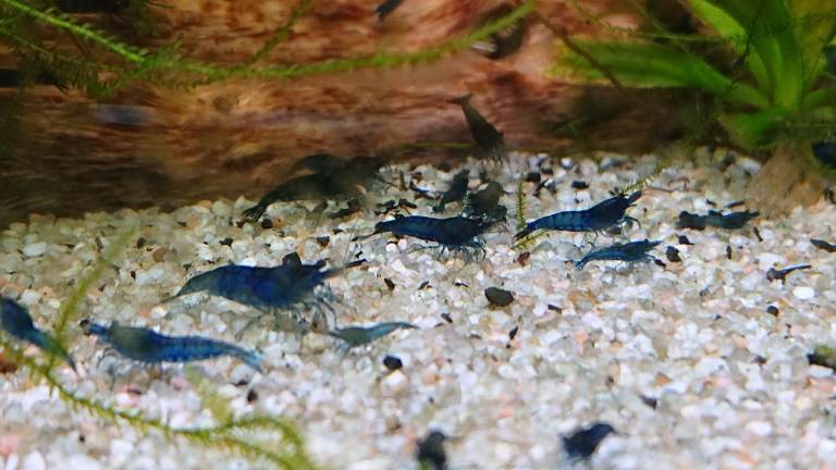 Blue Velvet Neocaridina shrimp, £1 each