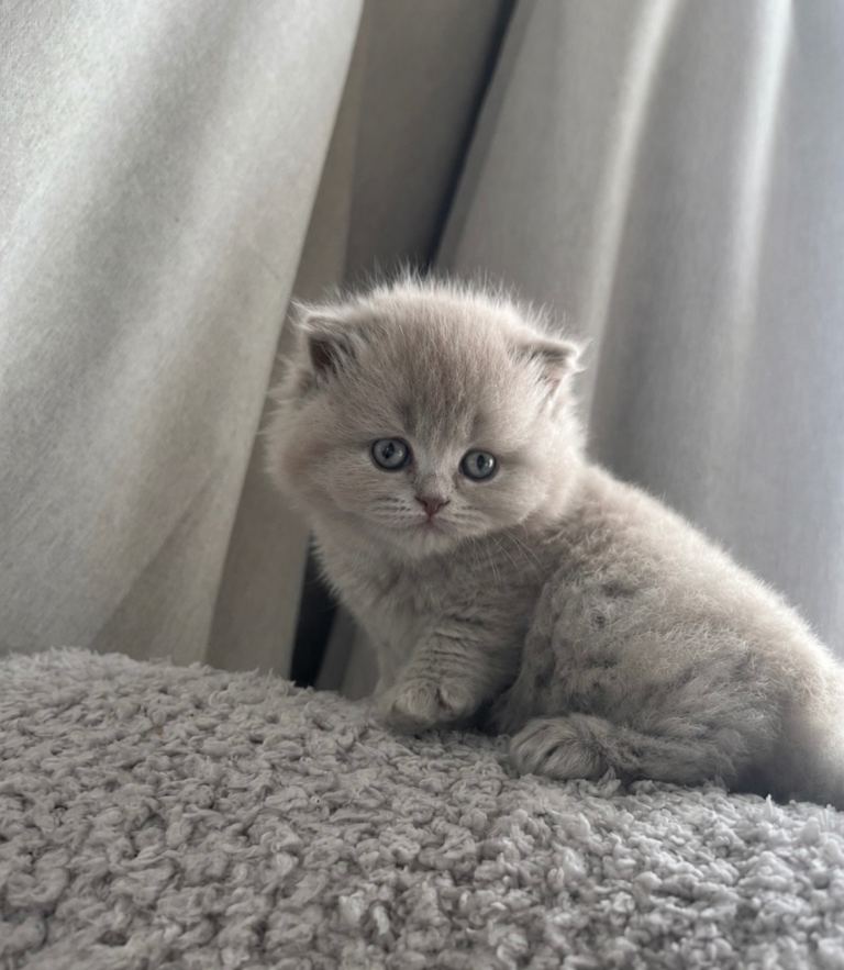 ✨ Stunning TICA Registered British Longhair Kittens