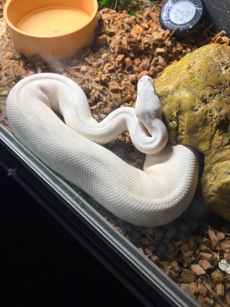 3 year old male blue eyed leucistic ball python free to good home/snake only / no vivarium included