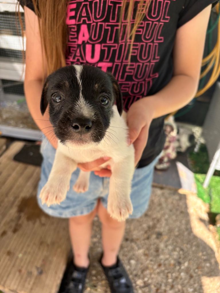 3 traditional Jack Russell pups  left !! 