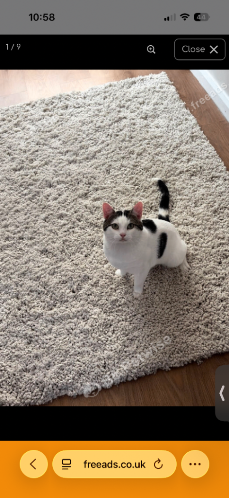 Affectionate 3-Year-Old Male House Cat – Loves Cuddles & Playtime in Gateshead