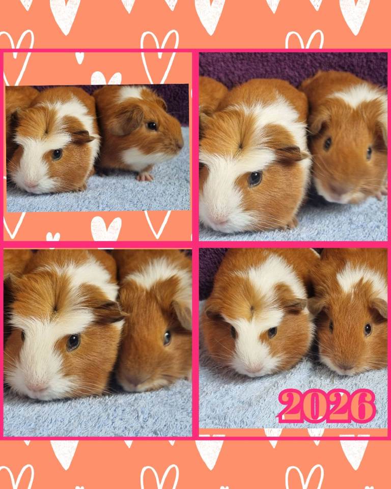 Guinea Pig Little Girls 🐹