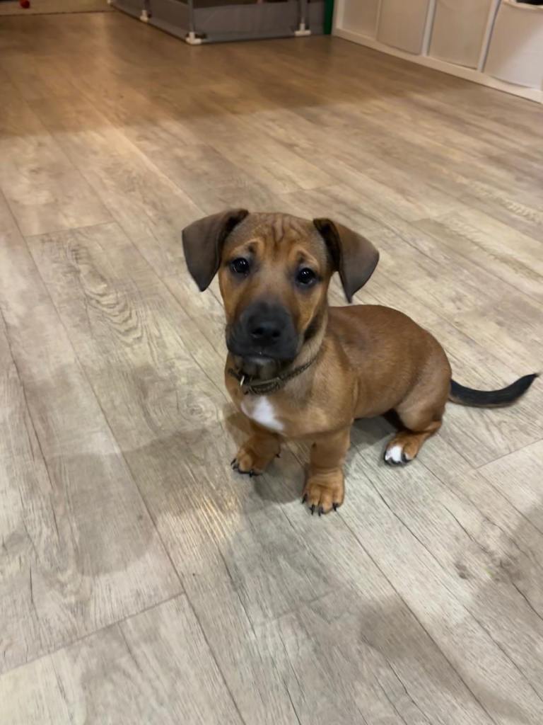 Bulldach puppy for Sale (British Bulldog & Dachshund mix)