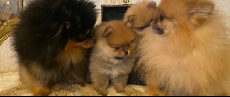 Russian/Tiwan Pomeranian puppy’s KC 
