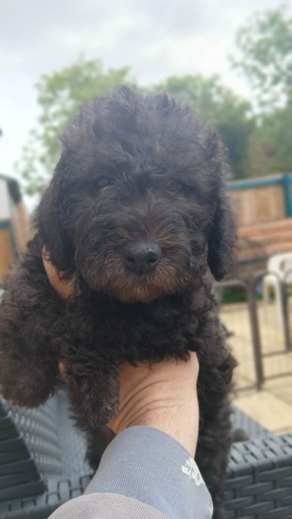 Bedlington terrier 