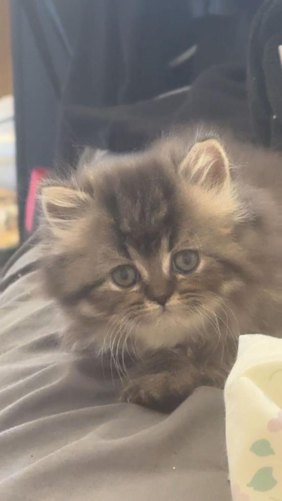 Kittens for sale 