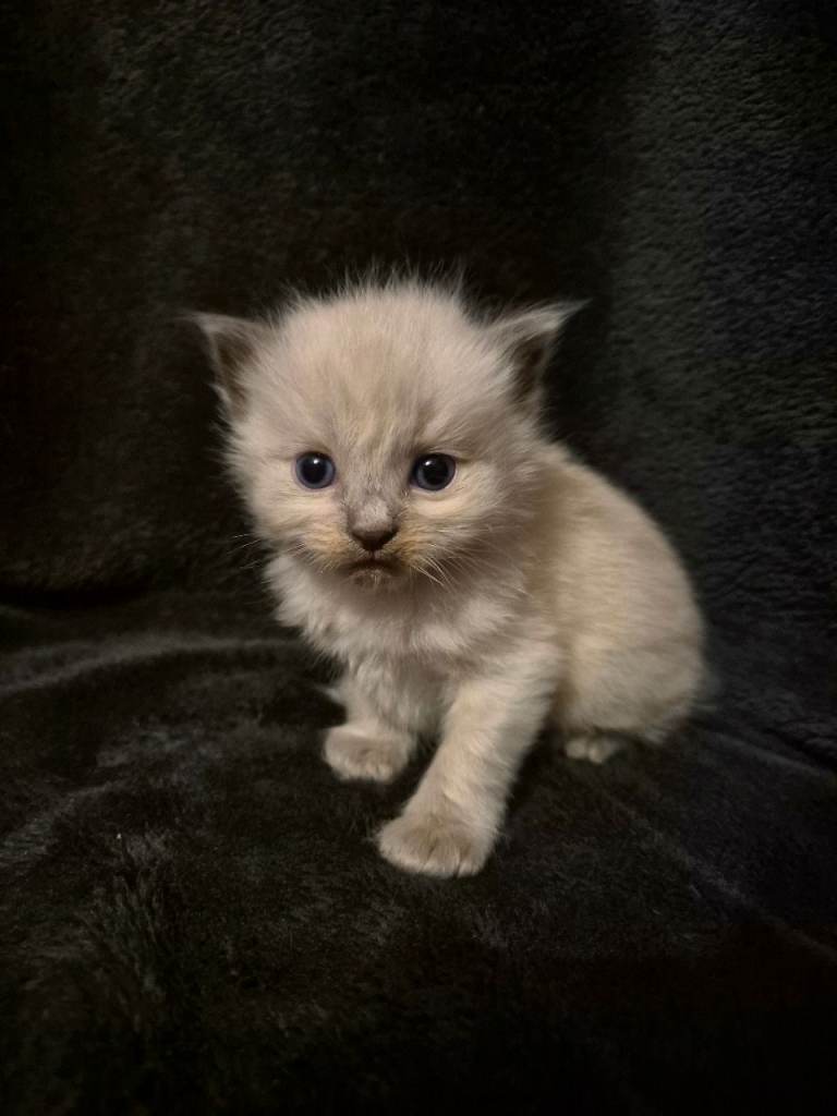Ragdoll x Maine coon kittens for sale
