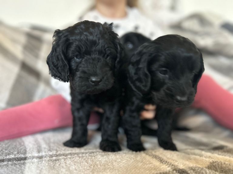 Cockapoo puppies boys and girls 