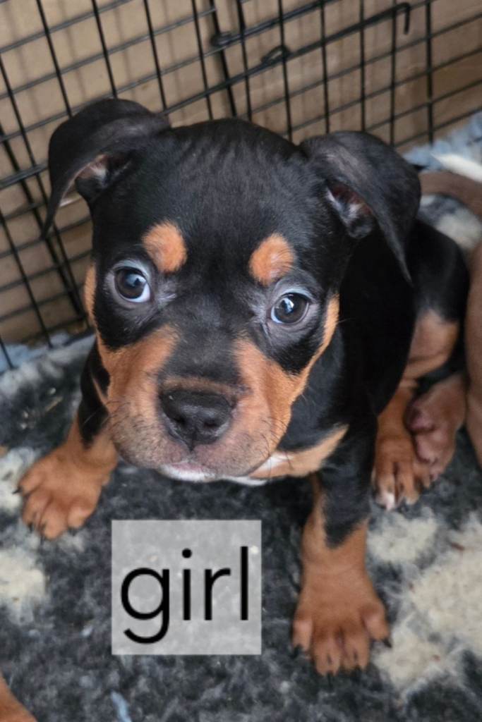 American bull dog pups for sale