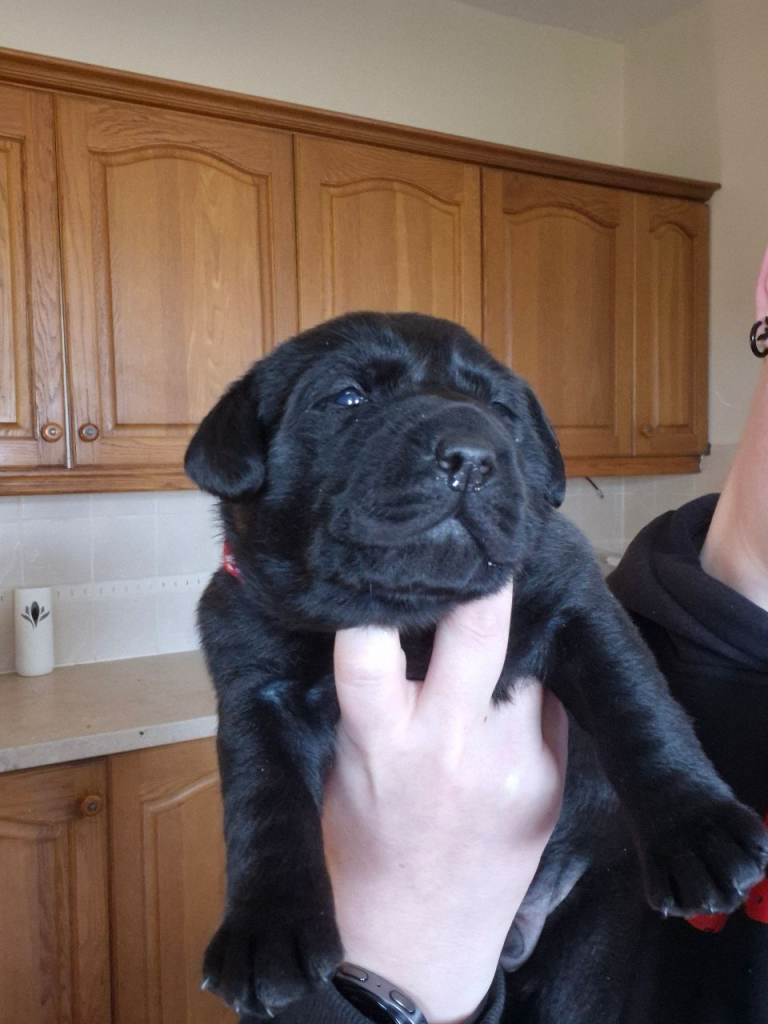 Two male Labradors puppies for sale