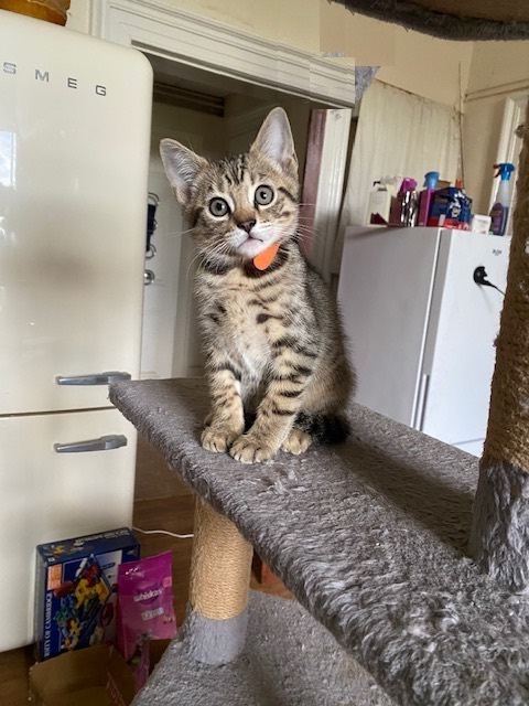 Male kitten. A little PURRR monster! ready for new home