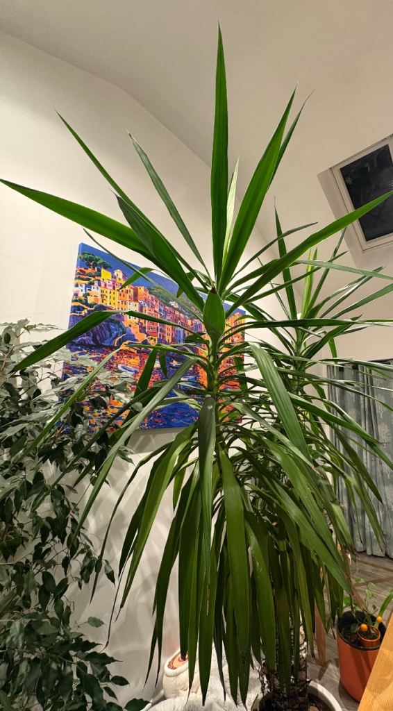 Indoor yucca