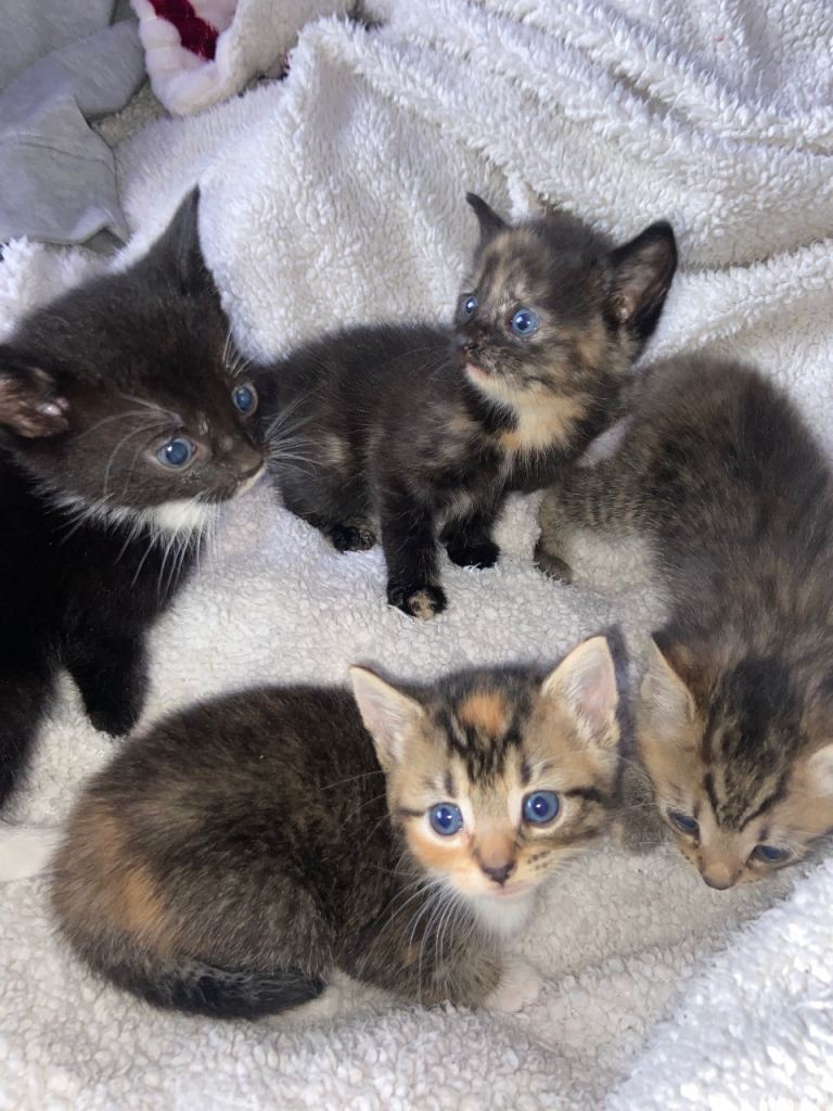 SPRING KITTENS 