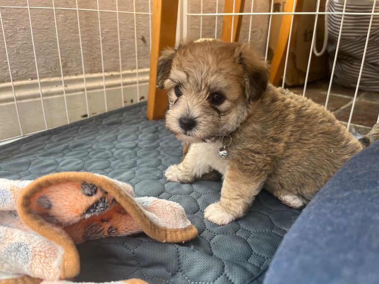 Puppies