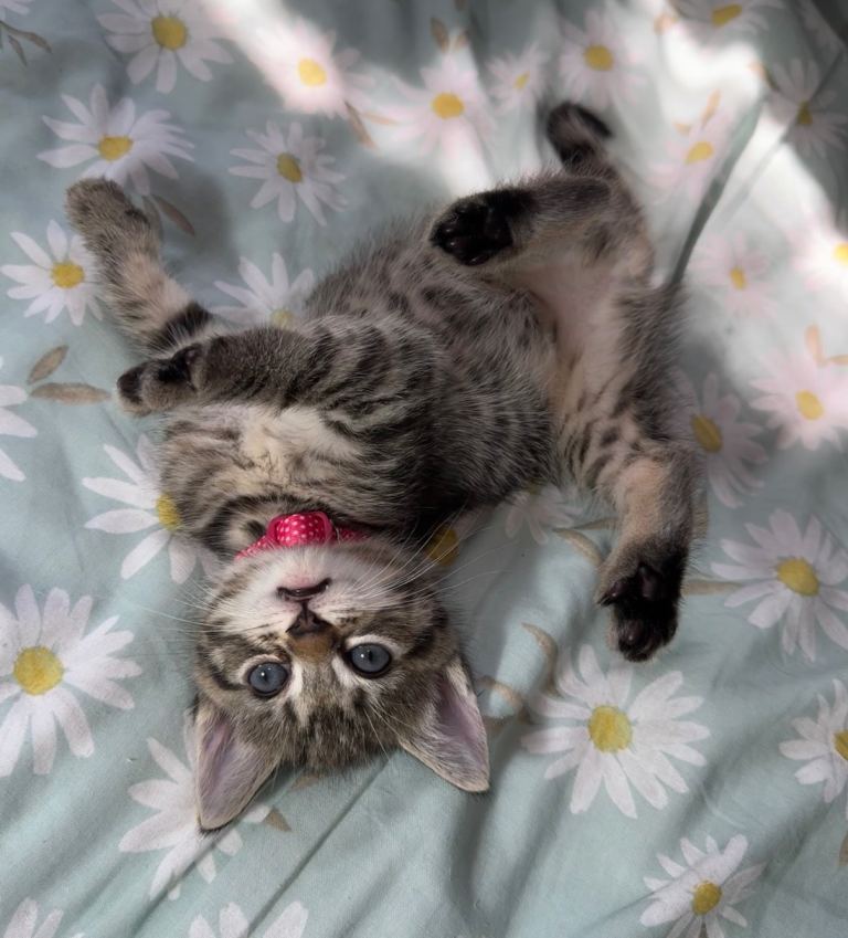 Lovely Ragdoll-Bombay kittens - Ready in 1 week 