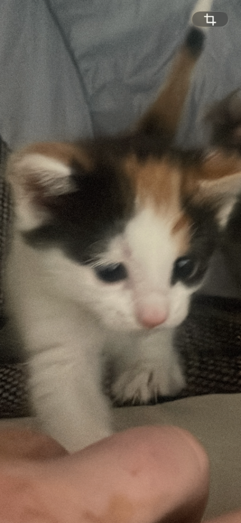 Calico kitten - Female - 8 weeks old