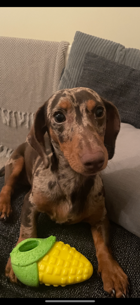 6 year old dachshund 