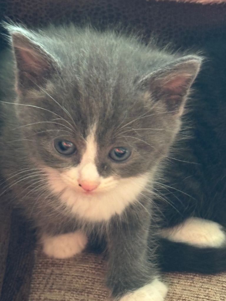 Kittens for sale 