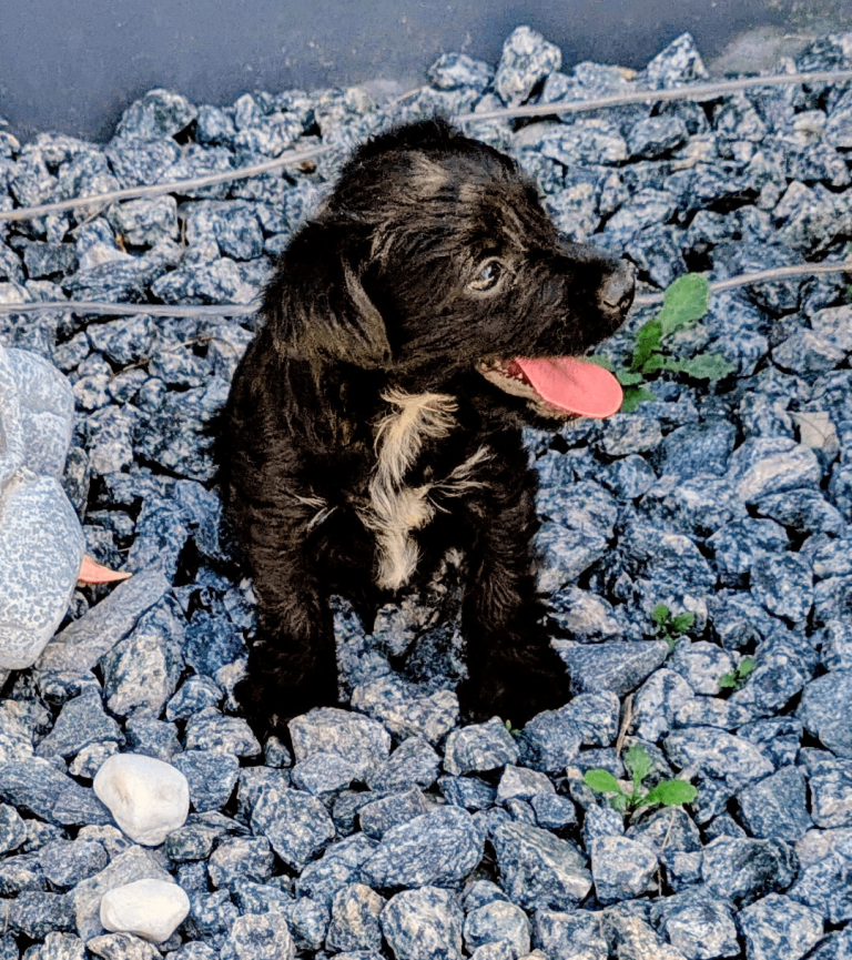 Girl Yorkiepoo puppy 