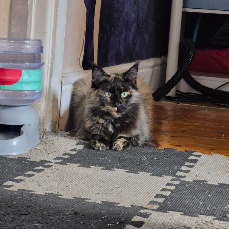 2 year old female maincoon