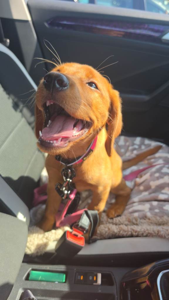 20 week kc female labrador 