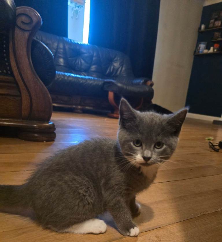 Beautiful grey female kitten