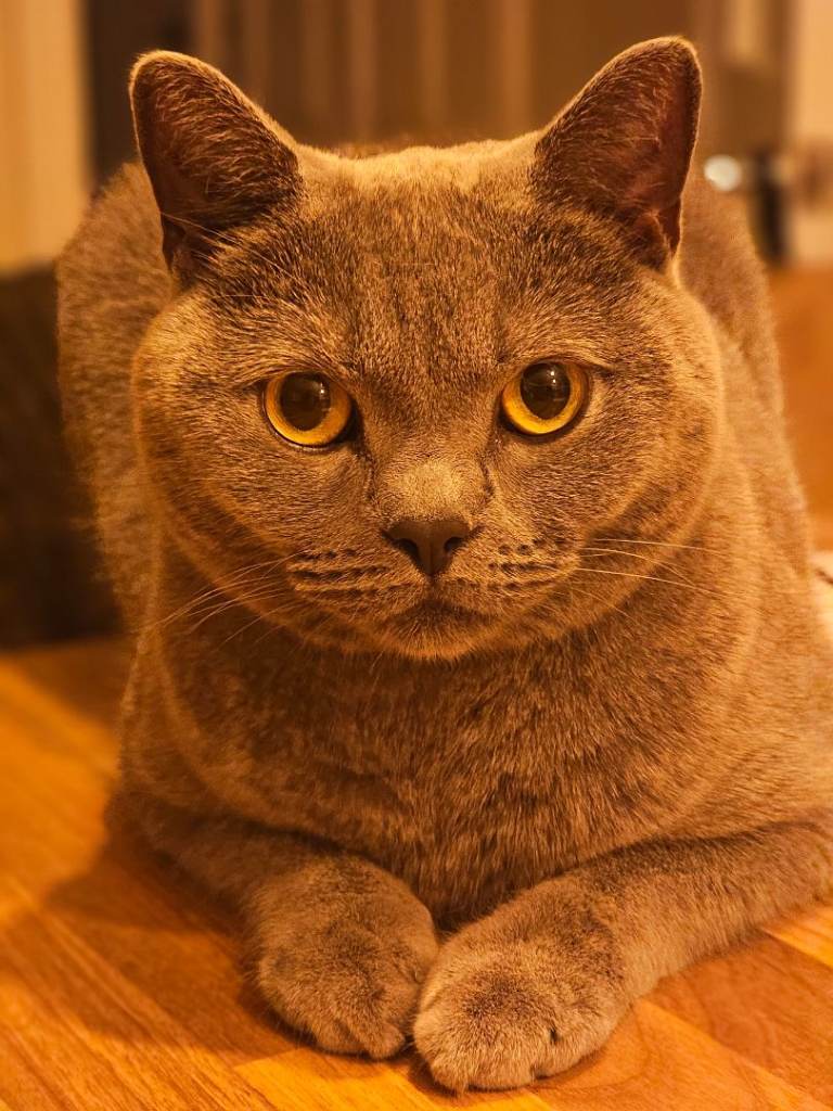 Meet Simba our BSH 