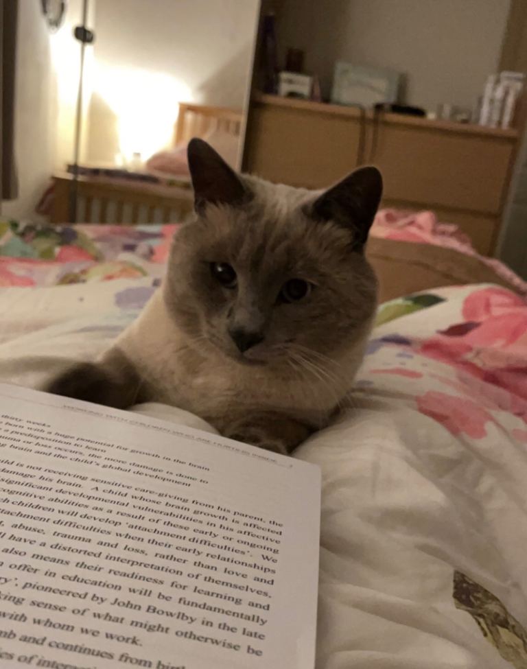 British Shorthair Cats