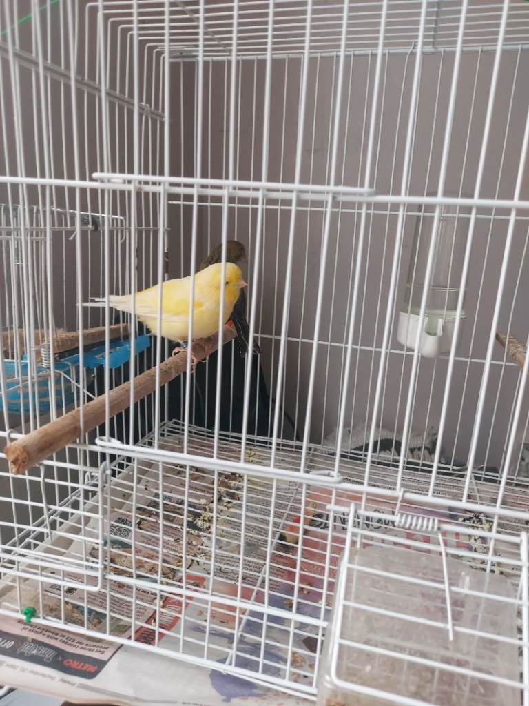 Canary for sale with cage and nets
