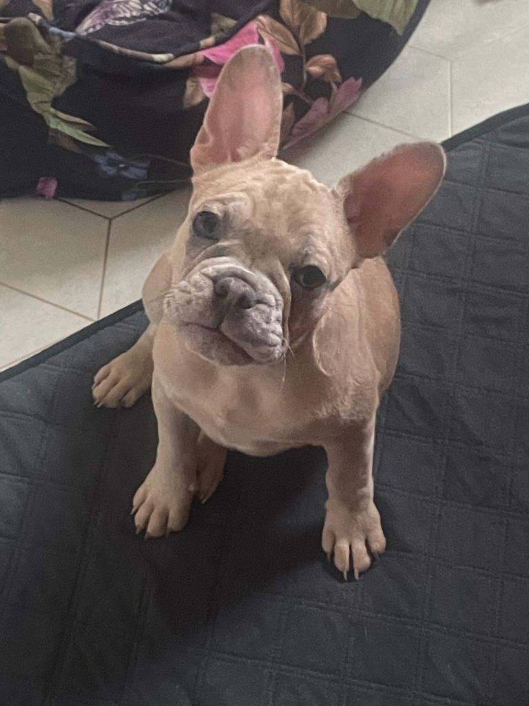 French bulldog puppy