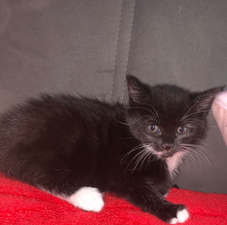 2 beautiful male kittens 