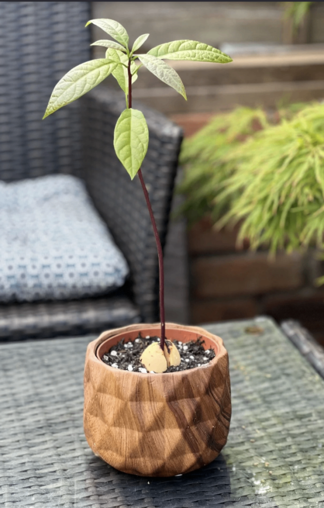 🥑 Organic Avocado Plants 🌿