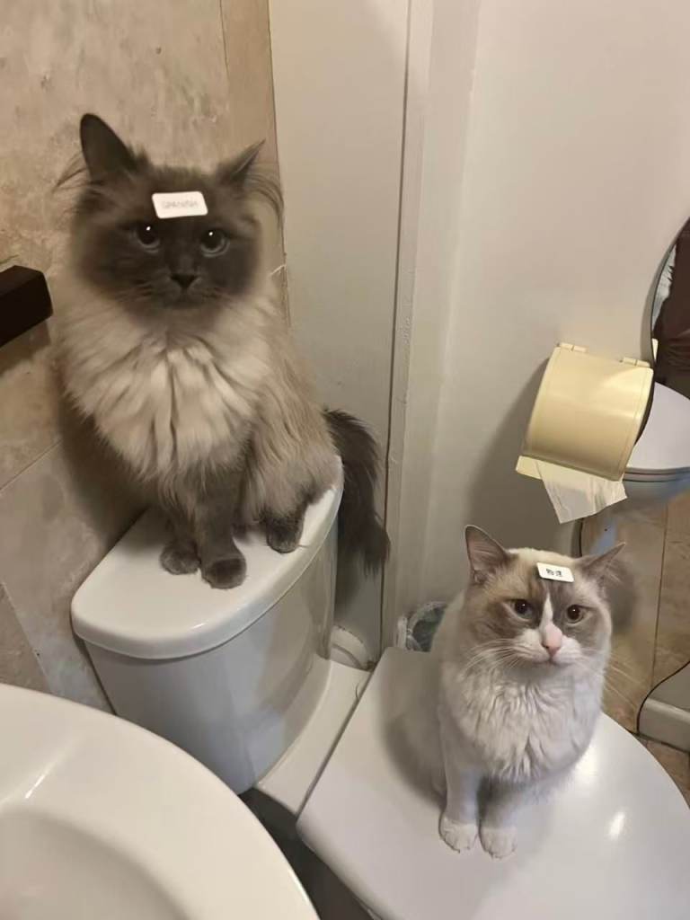 3 years old Ragdoll male and female cats are ready to be rehomed