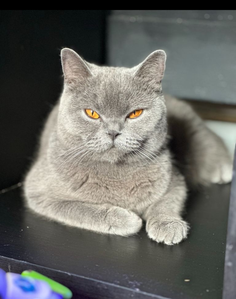 Beautiful British short hair 