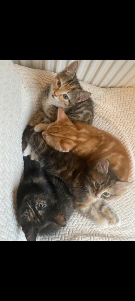 Attractive playful kittens