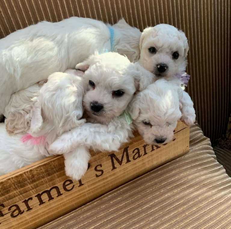 Adorable bichon puppies 