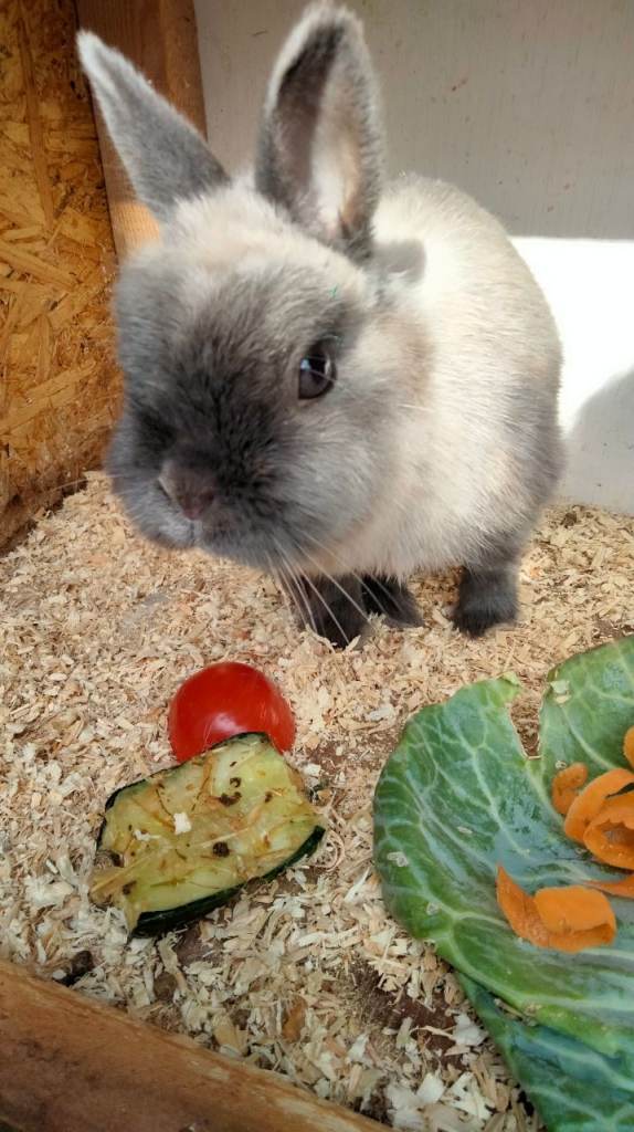 Netherland dwarf rabbits
