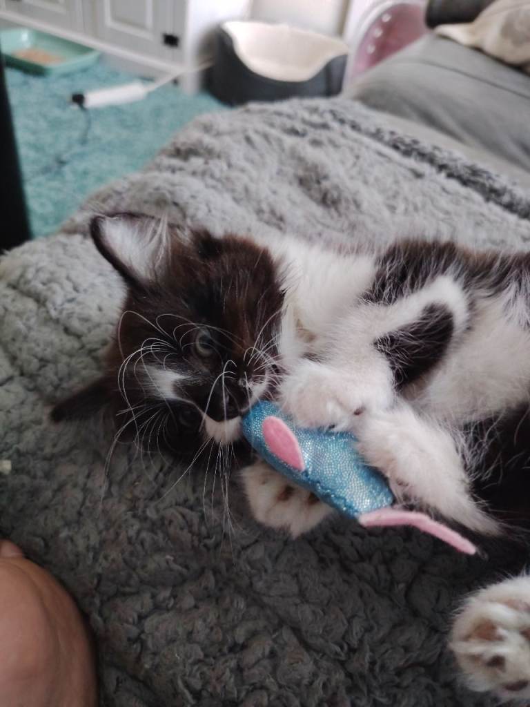 Beautiful male Fluffy kitten 