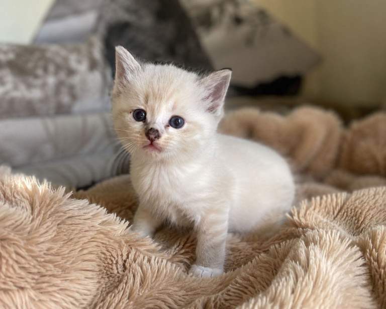 Little princess lynx ragdoll TO GOOD HOME!