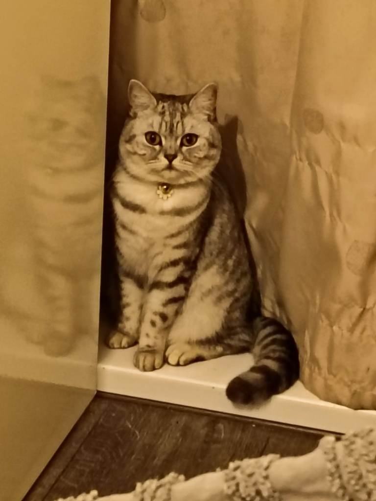 British shorthair