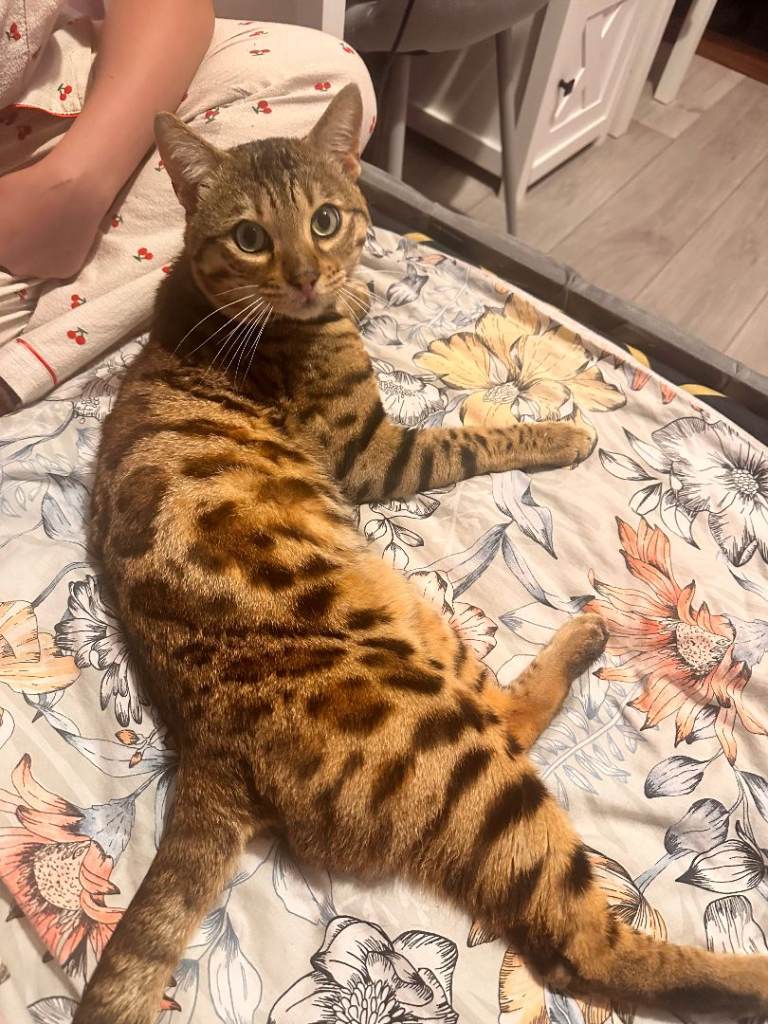 Bengal cat 2 years old. (Neutered)