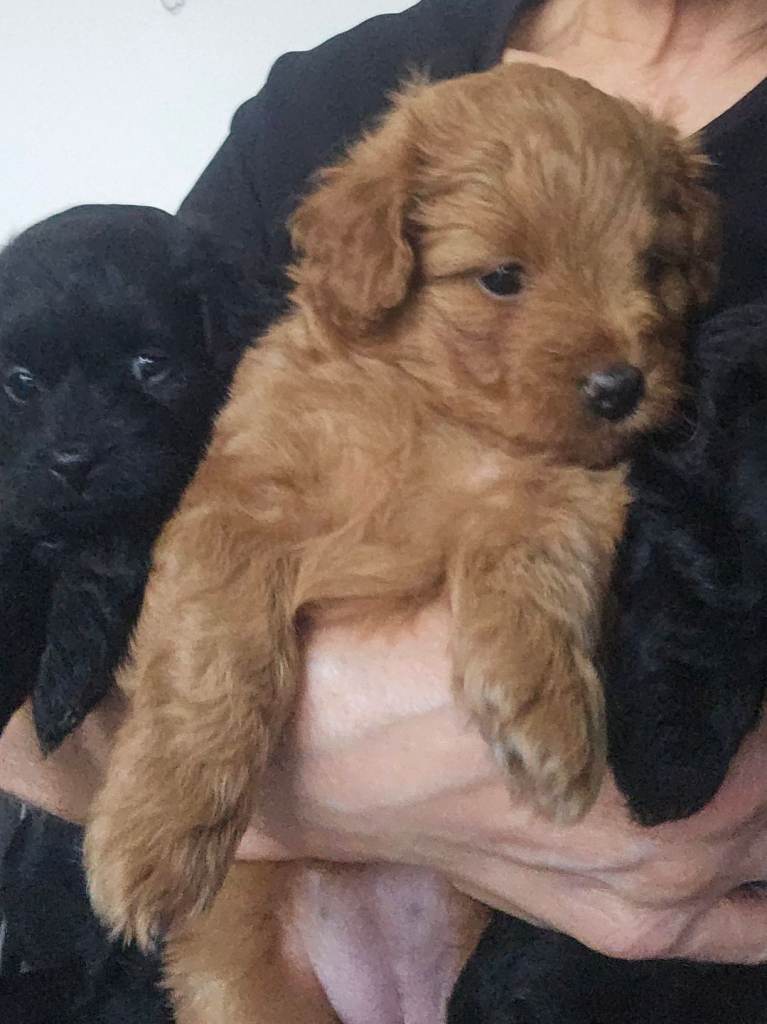 Pompoo puppies for sale