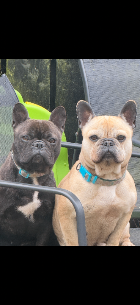 Mother & daughter frenchies