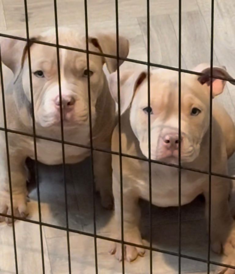 Micro American bully puppies 18 weeks 