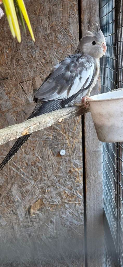 Baby cockatiel gray/white