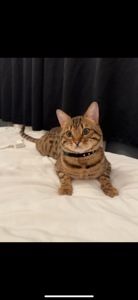 Purebred Bengal Cat, 2 Years Old