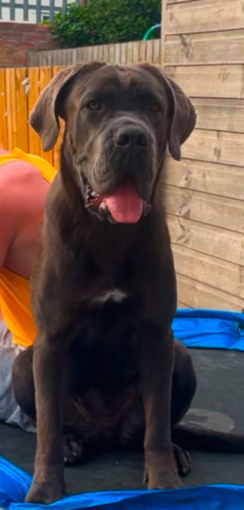 Cane corso pure breed