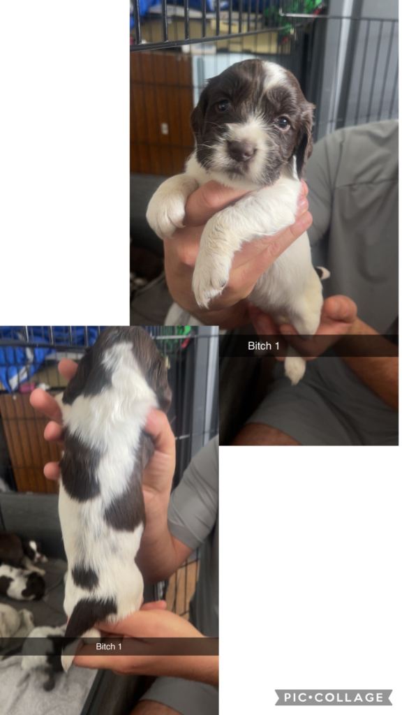 PUPS cocker spaniel puppies
